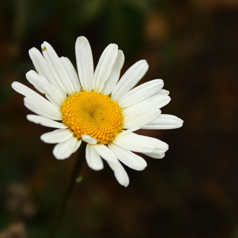 白花春黄菊