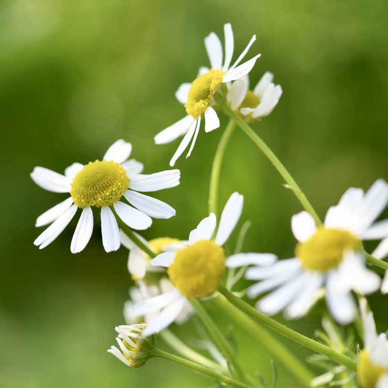 母菊