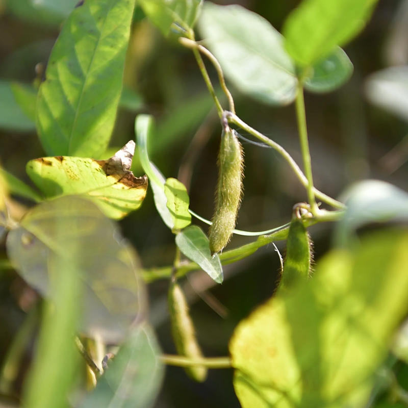 野大豆