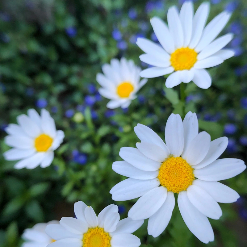 雏菊